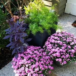 Meet your Posher, Michelle